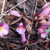 Christisonia tricolor Gardner